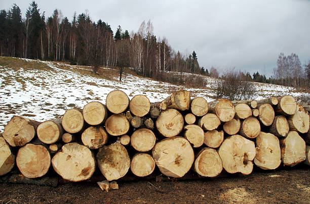 istock wood in winter Beskids 465205859