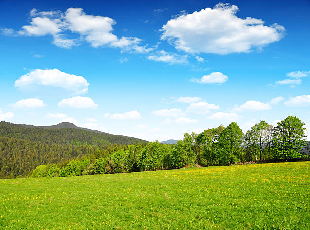 istock Bavarian Forest National Park - Germany 465206839