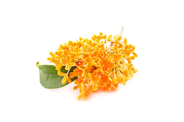 istock sweet osmanthus in blossom 465207009