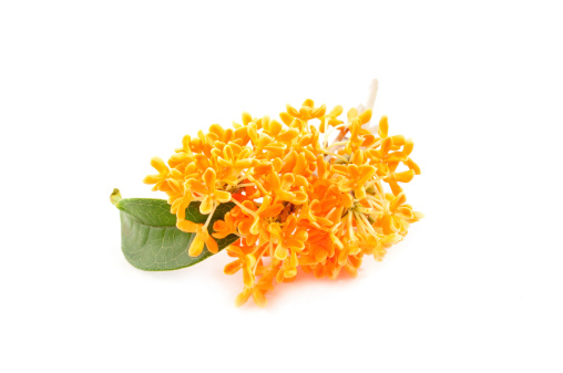 sweet osmanthus in blossom on a white background