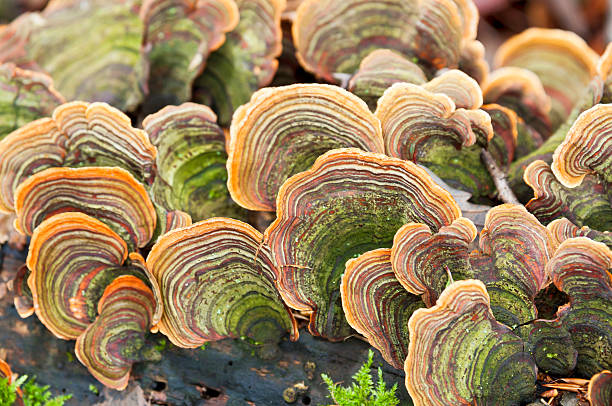 istock Lots of tinder fungus 465207885