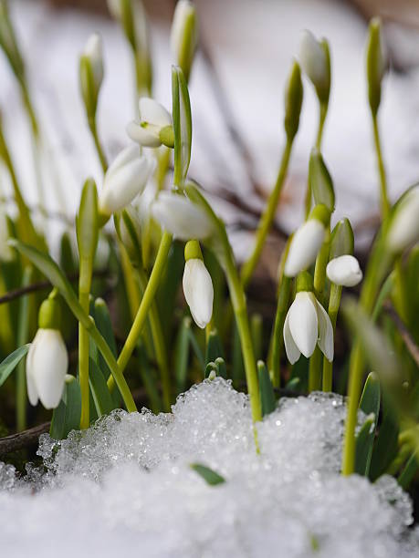 istock Group of snowdrop flowers  growing in snow 465210053