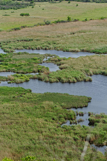 istock small lakes in the reeds 465211265