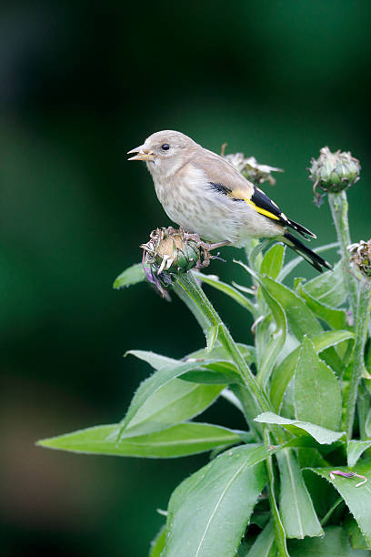 istock Goldfinch, Carduelis cardueliss 465211617