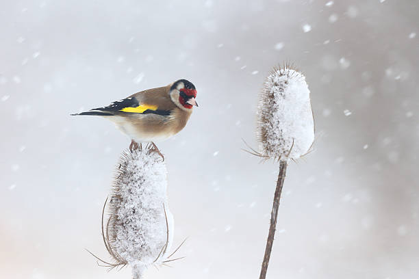 istock Goldfinch, Carduelis cardueliss 465211869