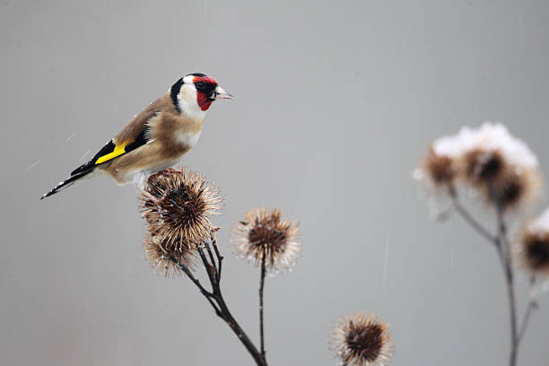 istock Goldfinch, Carduelis cardueliss 465211879