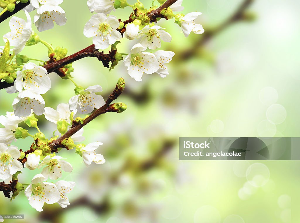Apple blossoms Branches of apple on a green background Apple - Fruit Stock Photo