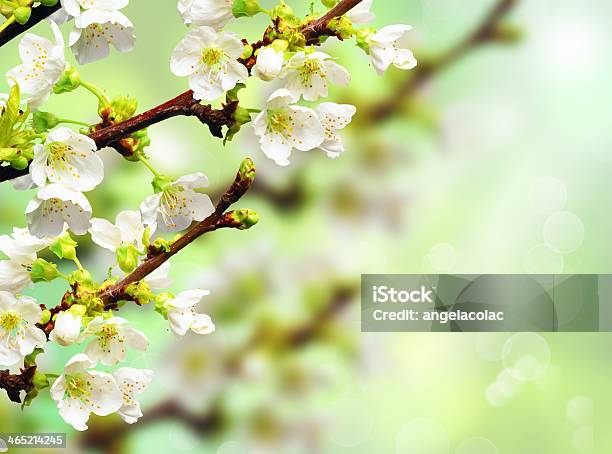 Apple Blossoms Stock Photo - Download Image Now - Apple - Fruit, Backgrounds, Branch - Plant Part