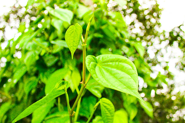 popular betel alimentación de hoja verde comestible cultura de asia sudoriental - sudoriental fotografías e imágenes de stock