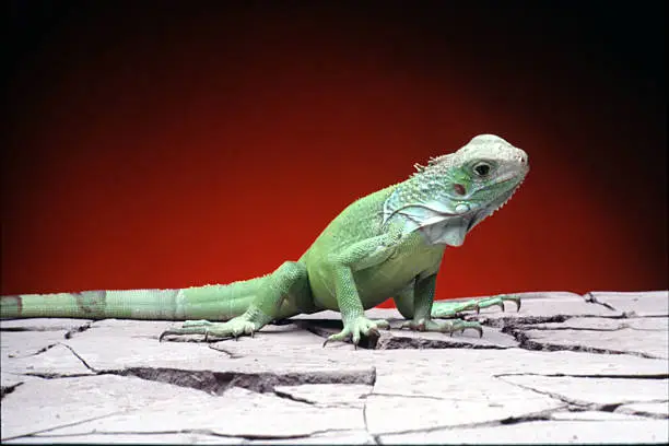 green Iguana on dry bed with red background