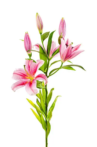 Photo of Pink lily
