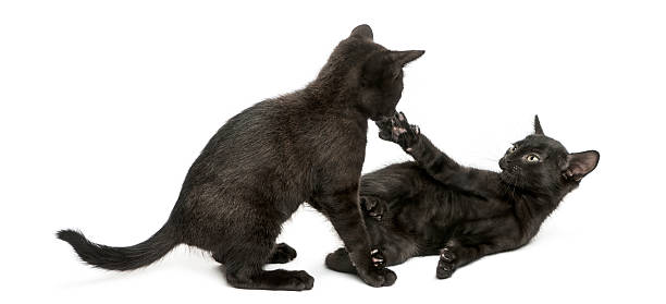 istock Two Black kittens playing, 2 months old, isolated on white 465217629