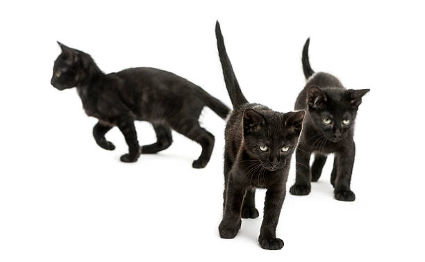 Three Black kittens walking in different directions, 2 months old