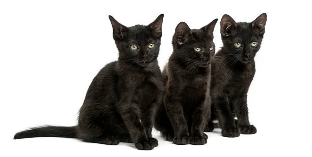 istock Three Black kittens sitting, 2 months old, isolated on white 465217653