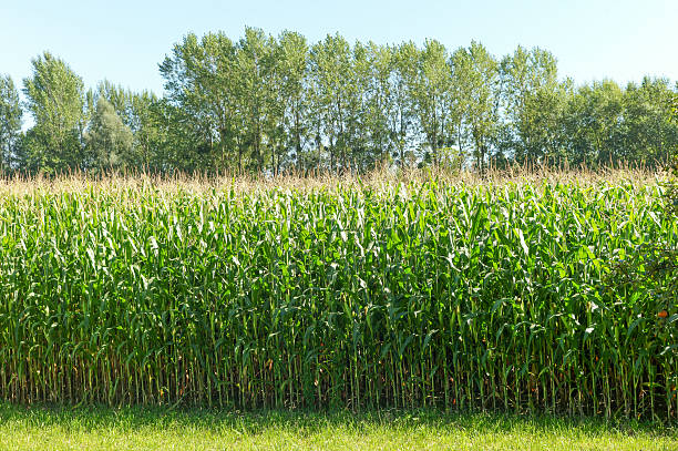 corn fields at grein austria corn fields at grein austria grein austria stock pictures, royalty-free photos & images