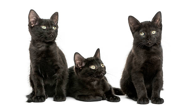 istock Three Black kittens looking away, 2 months old, isolated 465221089