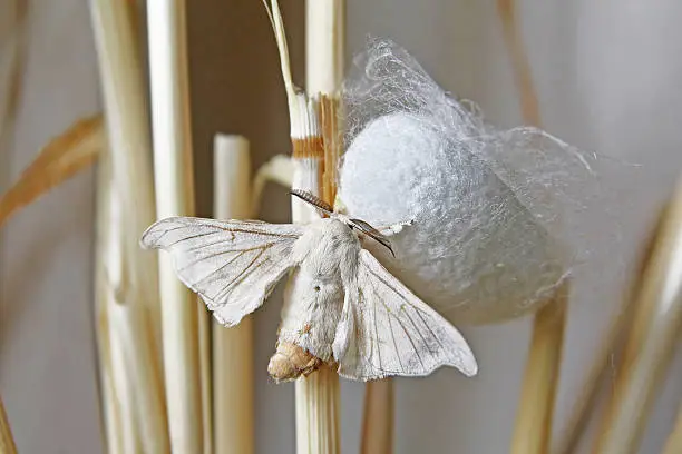 Silk Moth on Cocoon on a silk worm farm