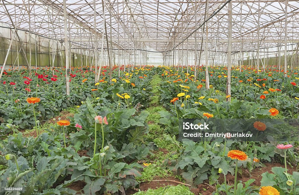 Fazenda de gerbera em estufa - Foto de stock de Agricultura royalty-free