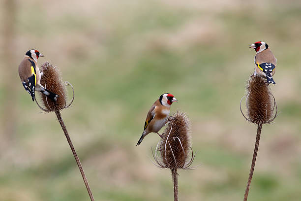 istock Goldfinch, Carduelis cardueliss 465229475