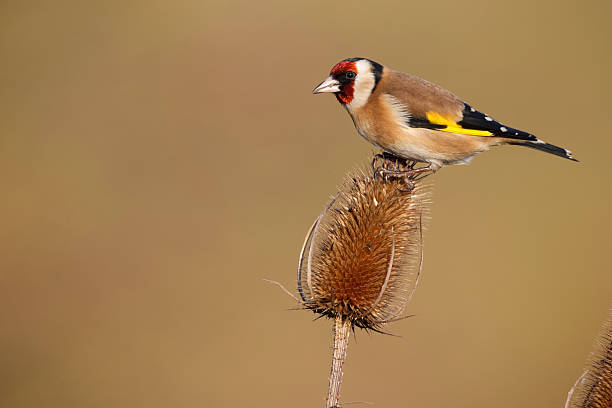 istock Goldfinch, Carduelis cardueliss 465229631