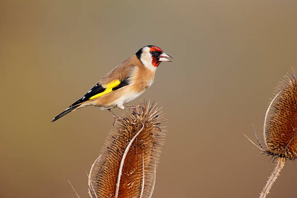 istock Goldfinch, Carduelis cardueliss 465229715