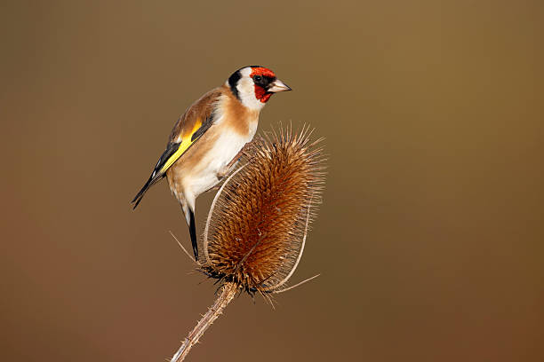 istock Goldfinch, Carduelis cardueliss 465229729