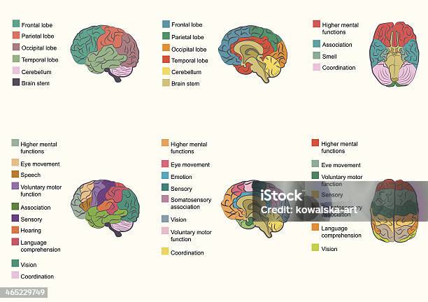 Função Cerebral - Arte vetorial de stock e mais imagens de Anatomia - Anatomia, Cérebro humano, Parte de