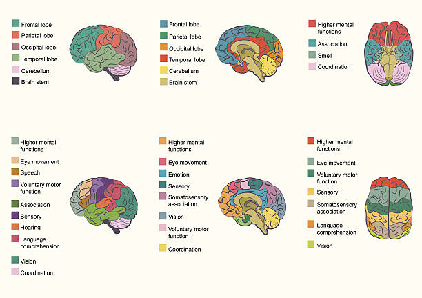 brain function Human brain anatomy, function area, mind system lobe illustrations stock illustrations