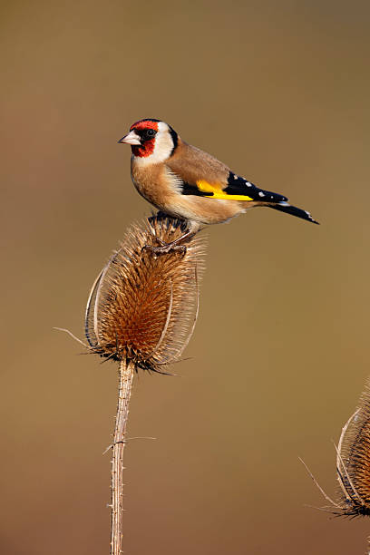 istock Goldfinch, Carduelis cardueliss 465229769