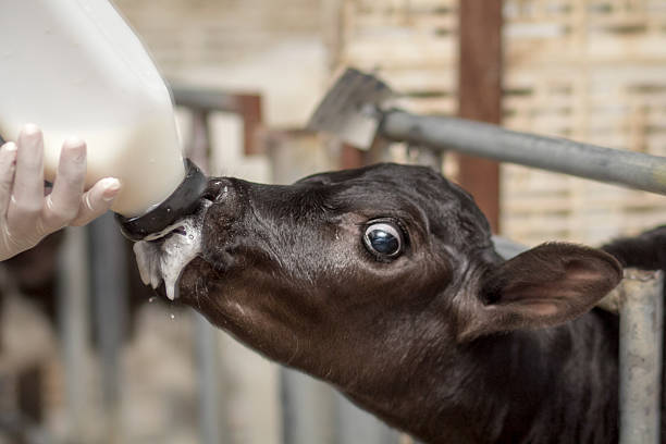 piccolo bambino alimentazione mucca da latte bottiglia nella farm. - succhiare foto e immagini stock