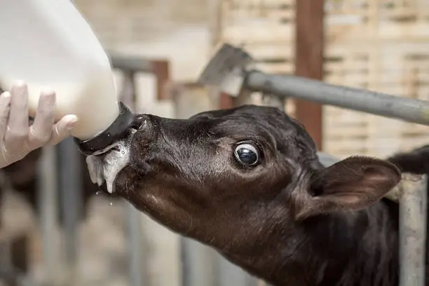 Little baby cow feeding from milk bottle in farm.