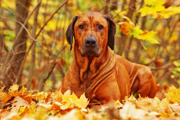istock Rhodesian ridgeback dog puppy 465230969