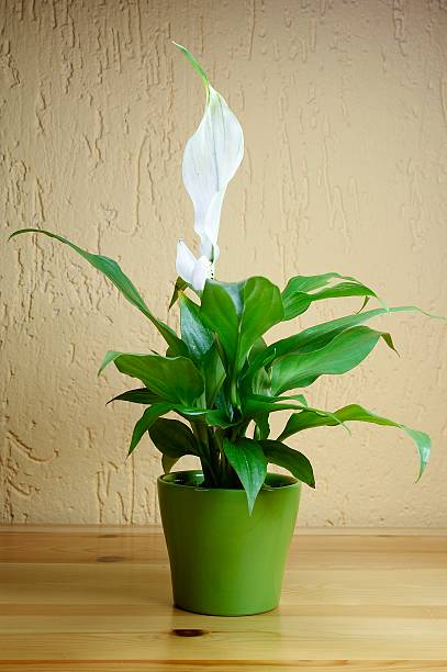 istock SPATHIPHYLLUM FLORIBUNDUM 465232715