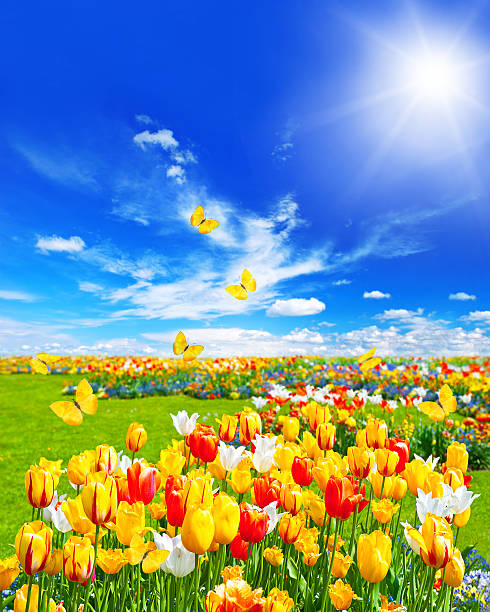 istock meadow with assorted flowers and butterflies 465232721