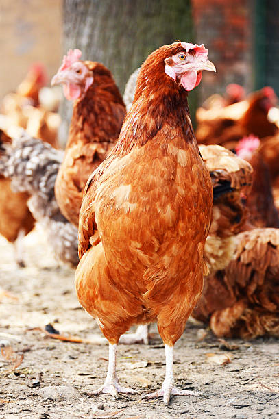 istock Chickens on traditional free range poultry farm 465236675
