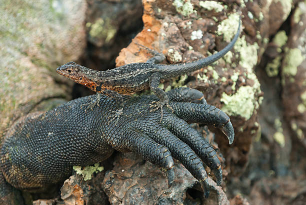 istock Galapagos lava lizard resting on leg of marine iguana 465236813