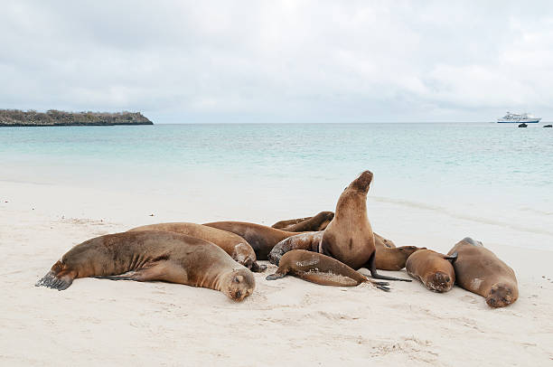 istock Group of Galapagos sea lions sleeping on a beach 465236841