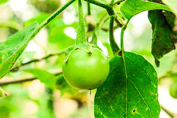 green eggplants cockroach berry on nature plant tree