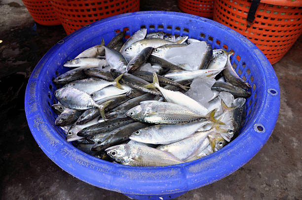 istock Mackerel Fish Food Fresh Thailand Basket 465238503