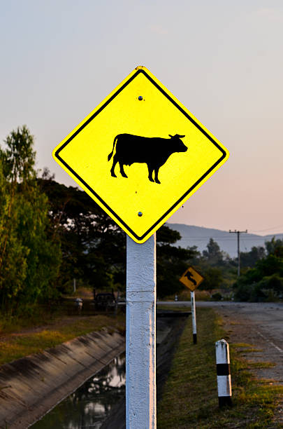 istock Cow warning sign on roadside 465239893