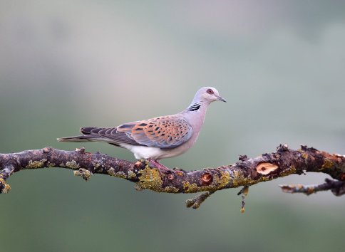 Turtle dove, Streptopelia turtur, single bird on branch, Bulgaria, May 2013