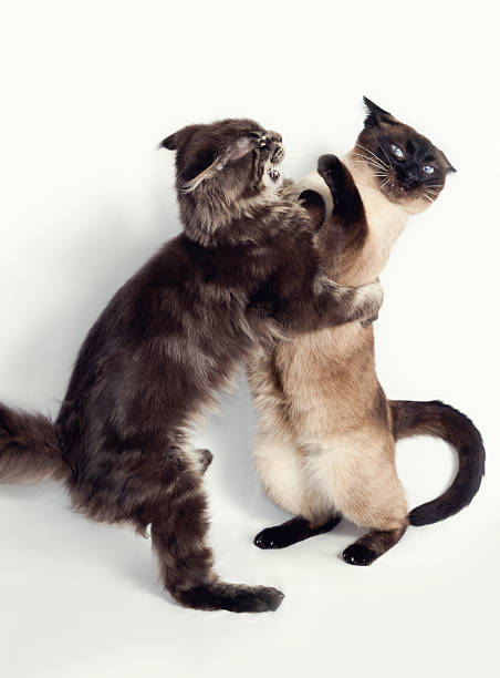 чехол cat fight - cat fight стоковые фото и изображения