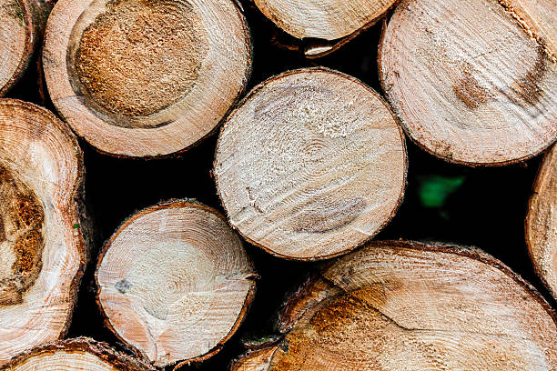 istock Wood pile in a detail record 465241819