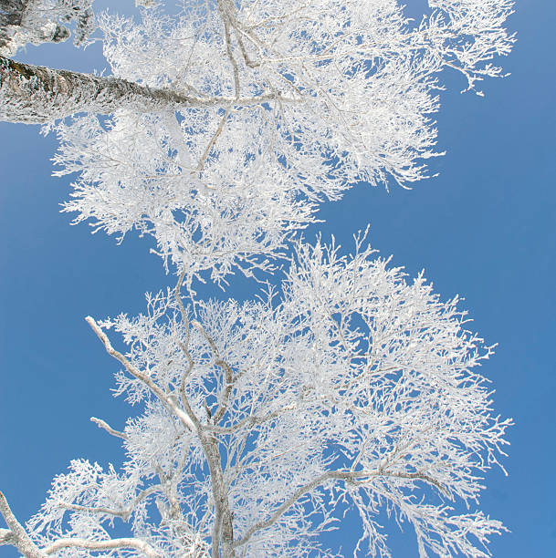 hoar frost - morning north latitude wonders rime 뉴스 사진 이미지