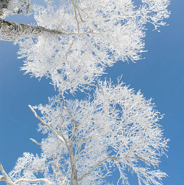 mróz hoar - morning north latitude wonders rime zdjęcia i obrazy z banku zdjęć