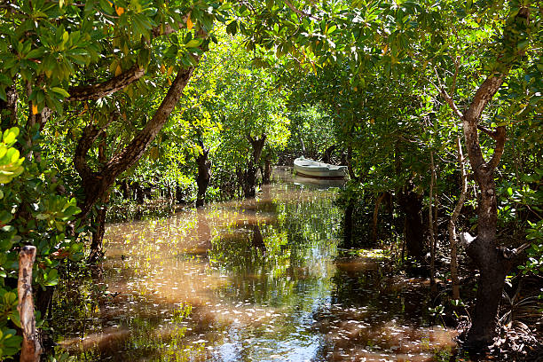 boat in water near mangrove trees