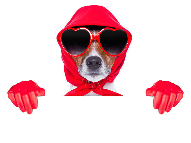 housewife dog with rubber gloves and a blue sponge