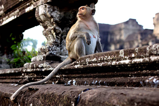An adult long-tailed macaque was siting on the ruined wall of Angkor Wat.