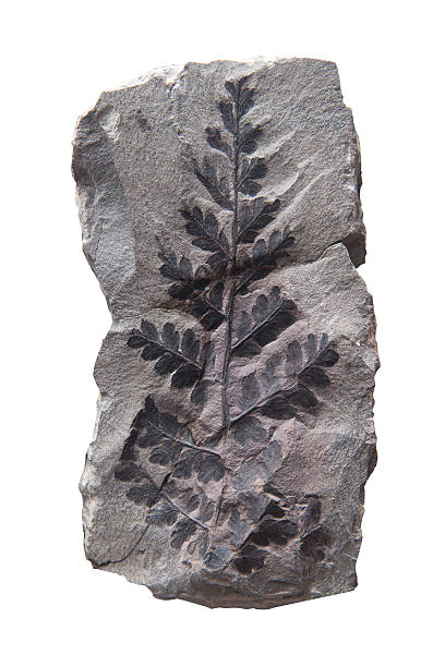 植物の葉の化石のストーン、白で分離 - fossil leaves ストックフォトと画像