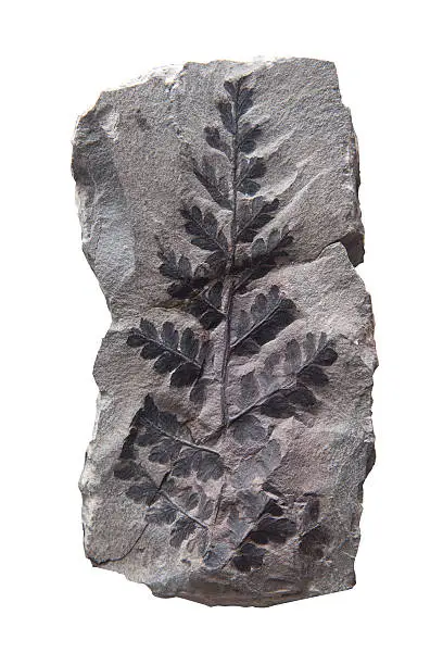 Photo of Plant Leaf fossil in stone, isolated on white